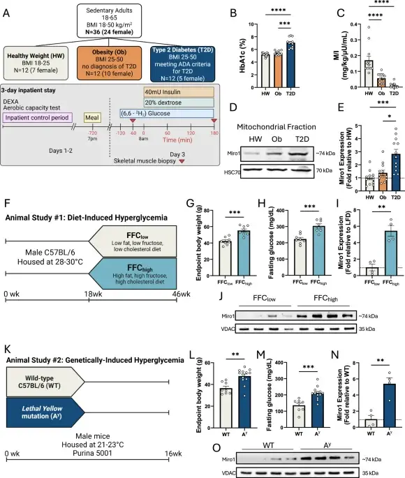 Miro1 Accumulation Identified as Key Driver of Muscle Insulin Resistance in Type 2 Diabetes