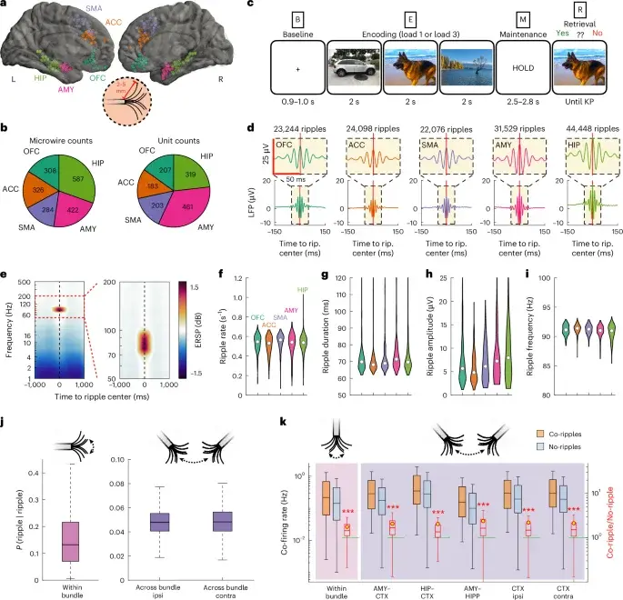 Ripple highways bind distant brain regions to sustain working memory