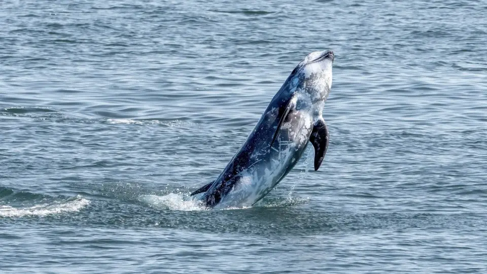 Octopus clings to Risso’s dolphin captured off Devon, fueling marine research
