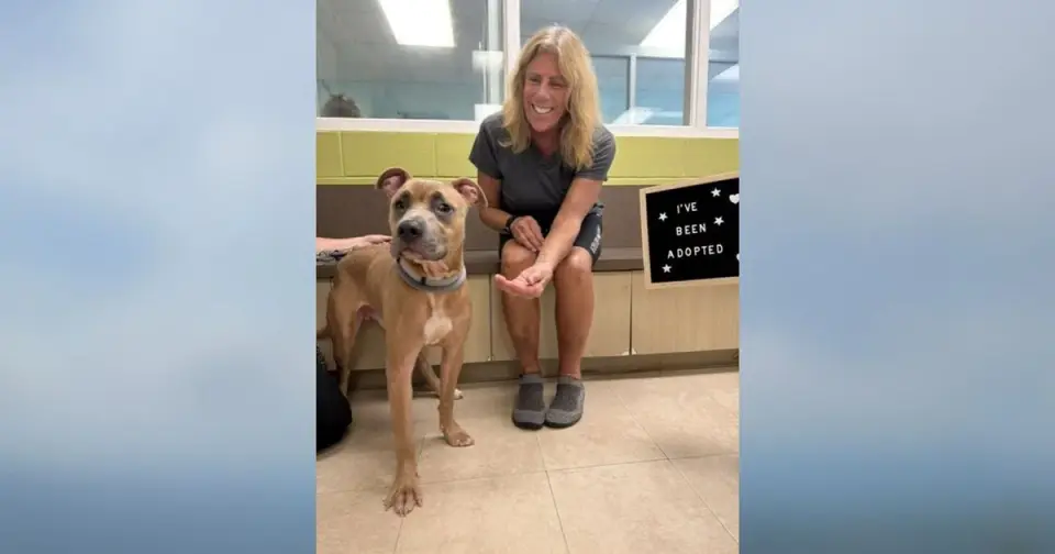 Durham Dog 'Kingston' Adopted After Dumpster Rescue; Police Seek Suspect