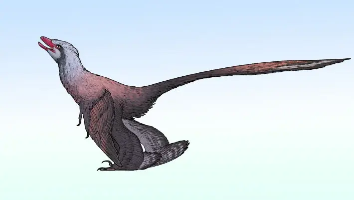 Small Chinese Four-Winged Dinosaur Boasts Peacock Tail, Reframes Flight Origins