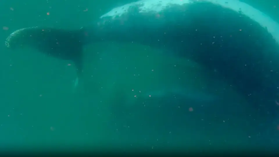 First-Ever Footage Captures Humpback Whale Mourning Stillborn Calf on Seafloor