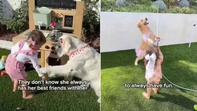 Toddler’s Teachers: Golden Retrievers Spell Out Life Lessons