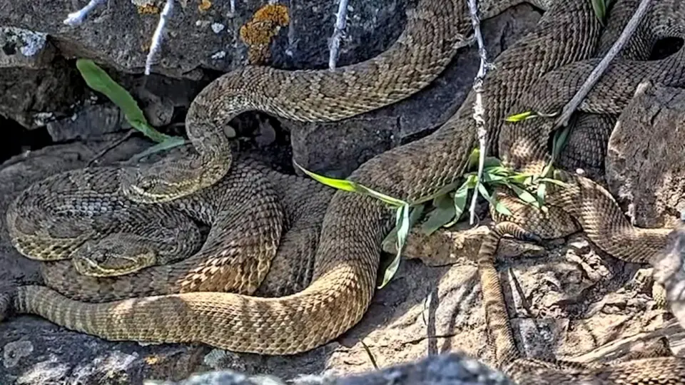 North Carolina Records Highest Per‑Capita Venomous Snakebites, Study Finds