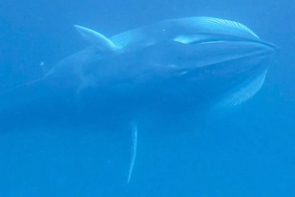 Acoustic data and drone footage reveal new insights on elusive Omura’s whale