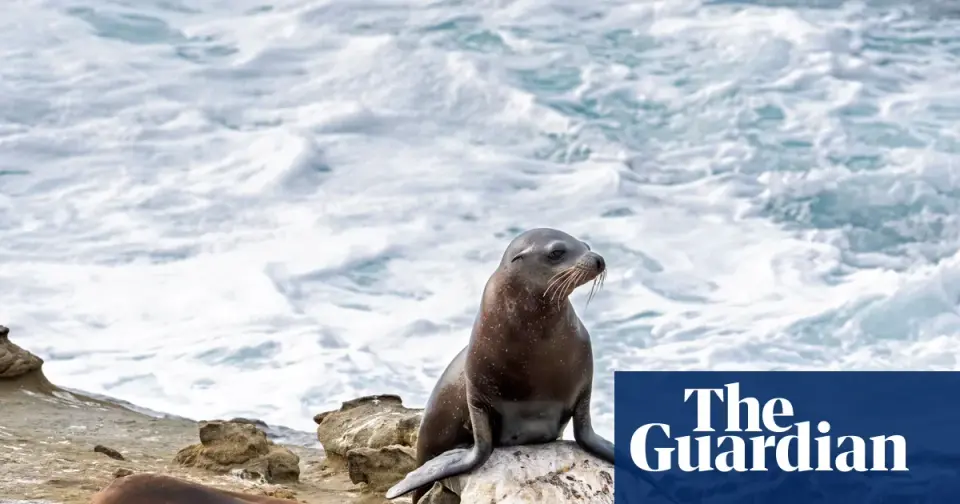 San Diego Man Pleads Guilty Over Viral Sea Lion Kick