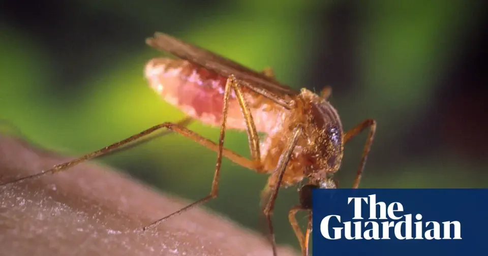 Record Heat and El Nino Fuel Worst Mosquito Season in Los Angeles Decade