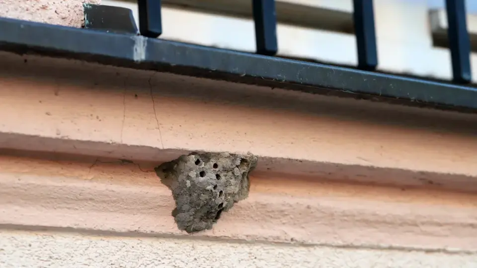 Indiana Porch Wasp Nest Reveals a Hidden Spider Menagerie
