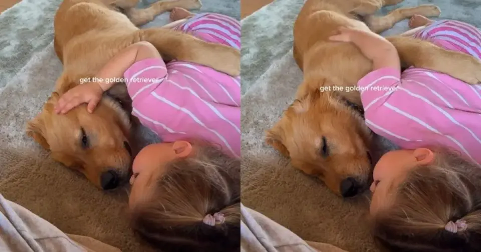 Tiny Hands, Calm Paws: Little Girl Softly Soothes Golden Retriever Puppy