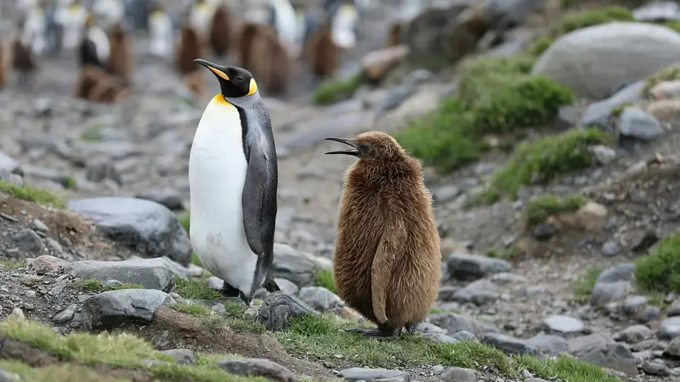Antarctic icons face endangerment as climate reshapes sea ice and food webs