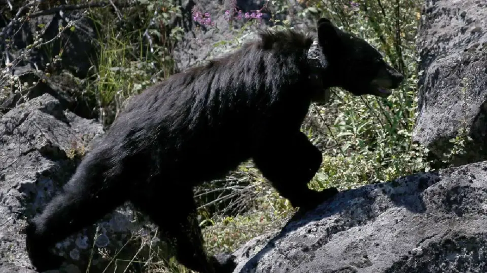 Visitor-fed bear euthanized in Grand Teton after repeated food encounters