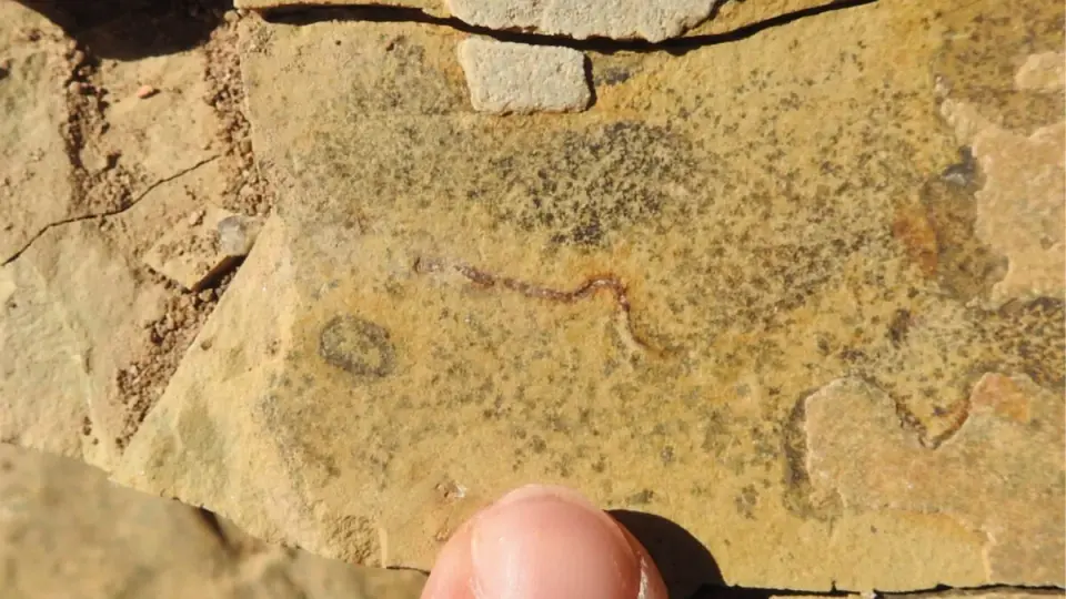 540-Million-Year-Old Fossils Reclassified as Microbial Life, Not Animals