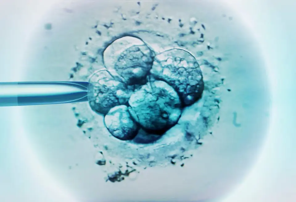 Base editing embryos renews designer-baby debate