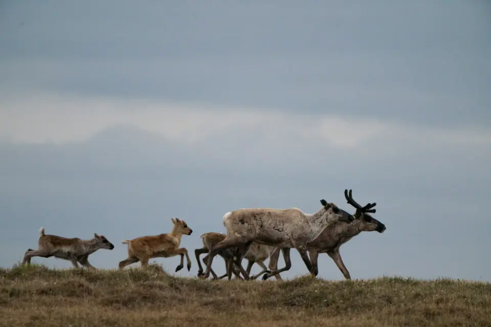 Arctic Refuge lease sale draws meager bids amid environmental clash