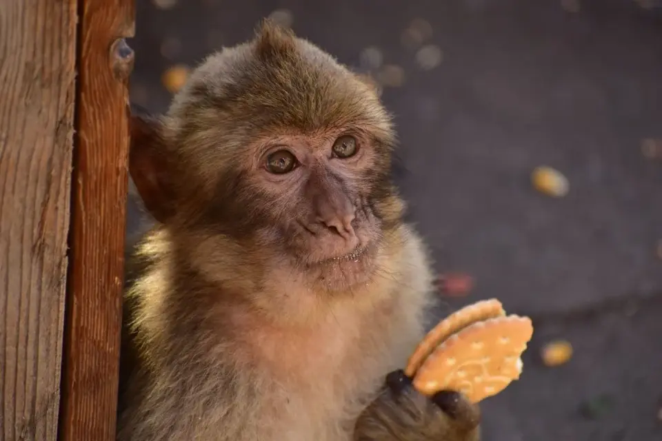Gibraltar macaques chew dirt to blunt junk-food digestion