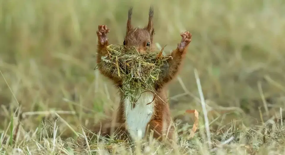 2026 Comedy Wildlife Awards Finalists Showcase Global Humor in Nature