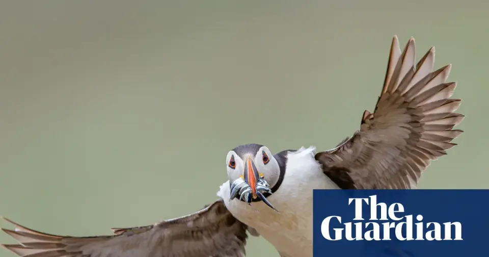 Froggy lunch, surf-loving penguin and a standout treehopper crown this week in wildlife