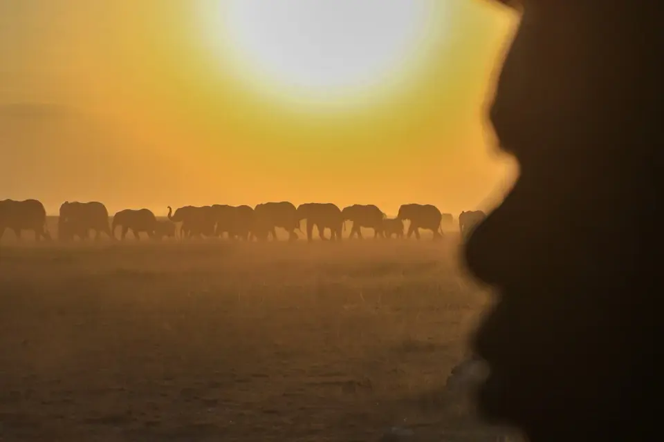Kenyan farmers dispute cyanide link to 16 elephants