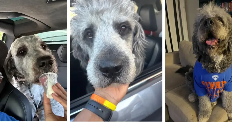 Knicks Victory Sparks LAPD Dog Shooting Outcry in LA