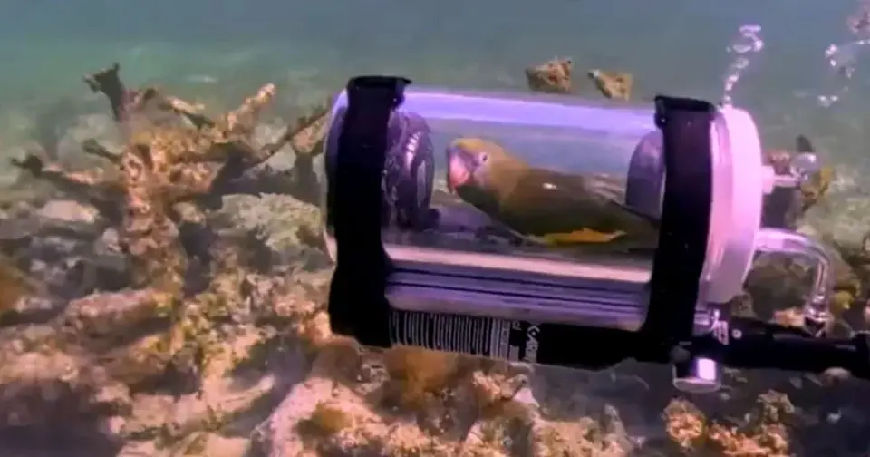 Tiny Submarine Lets Parakeet Snorkel Underwater
