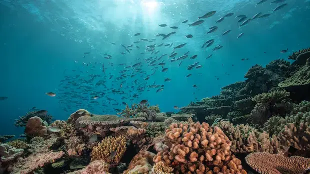 Global map reveals climate-resilient coral reefs as conservation priorities