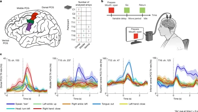 Interwoven whole-body motor maps across the human precentral gyrus revealed by single-neuron recordings