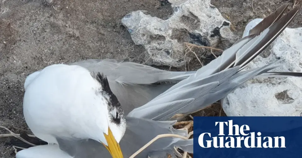 H5 bird flu triggers mass seabird die-offs across South Australia and nearby islands