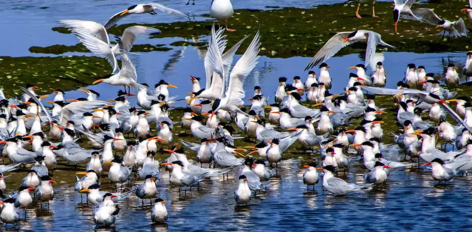 Wildlife in Australia Under Threat as H5N1 Bird Flu Spreads
