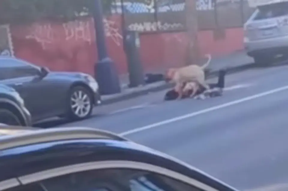 San Francisco woman in critical condition after pit bull mauling in Tenderloin