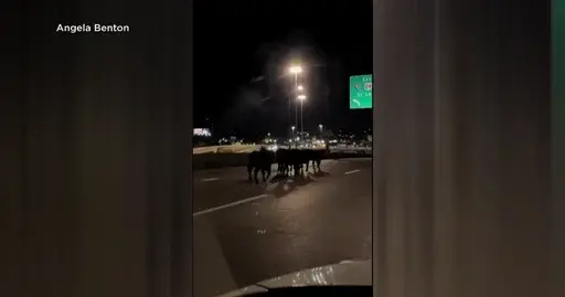Overpass Collapse in Kansas City Kills 60 Cattle, Sends Survivors Roaming Downtown