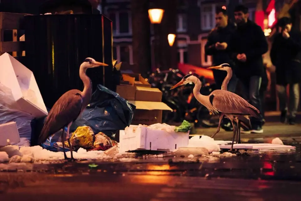Amsterdam Herons Turn Market Cleanup into Daily Buffet