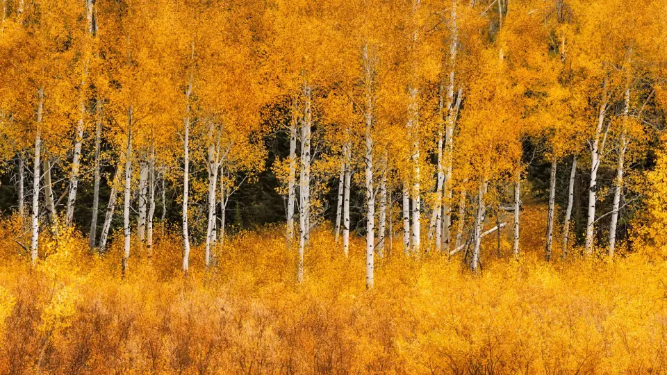 Aspen groves could act as nature’s firebreaks amid worsening wildfire seasons