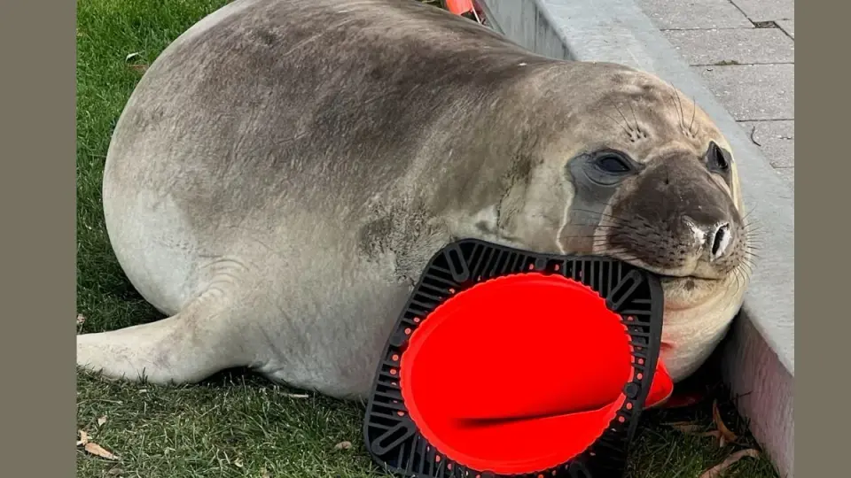 Neil the Tasmanian Seal: The Cone-Crushing Gentle Giant Captivating Hobart