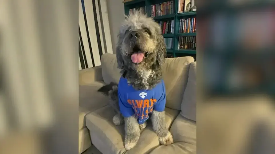 Canoga Park LAPD Bodycam: Officer Shoots Dog During Knicks Celebration