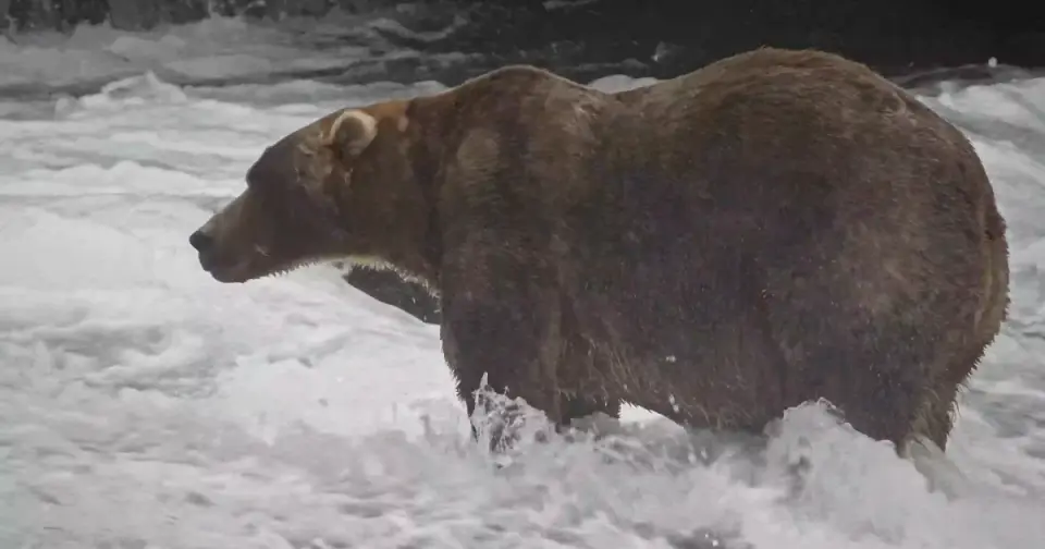 Backpack Wins 2026 Fat Bear Week After Record-Breaking Online Vote