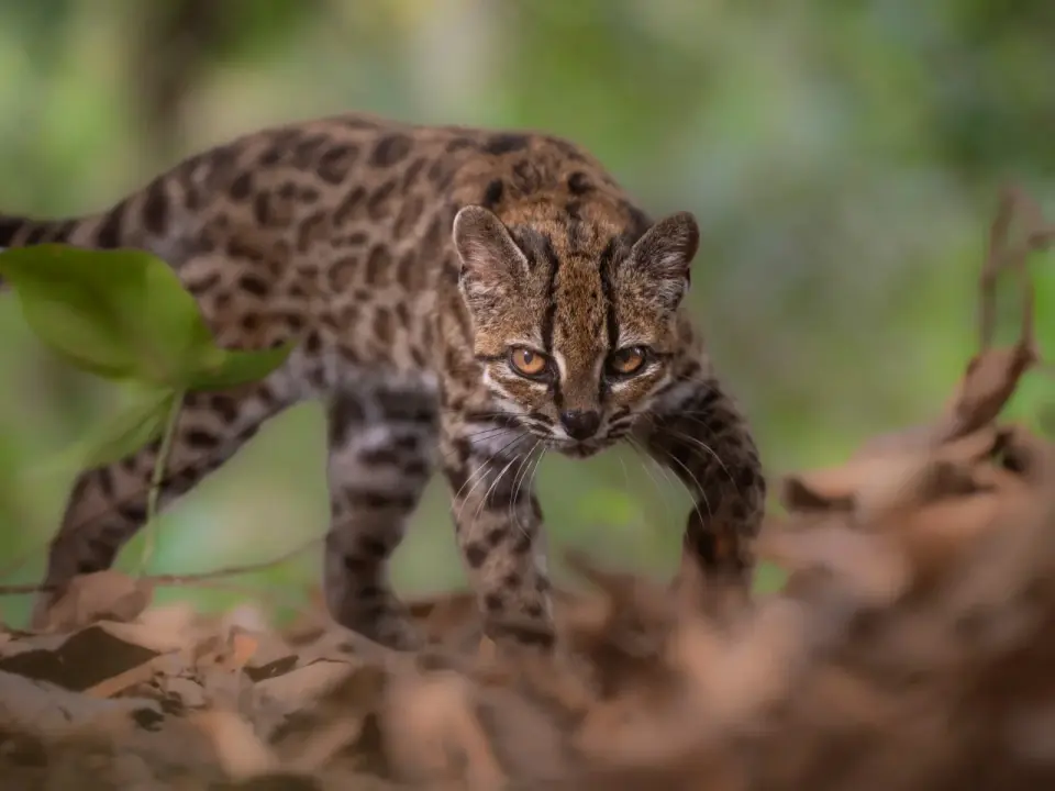 Bolivia’s Cloud Forest Yields First New Wild Cat Species in Over a Century