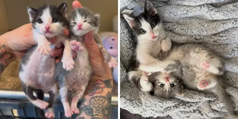 Tiny Preemie Kittens Bond in a Rescue Tale and Find a Forever Home
