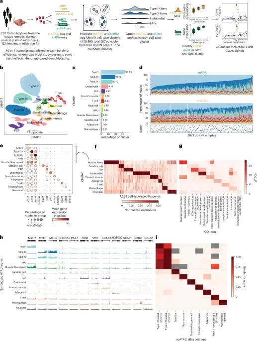 Massive Muscle Genome Map Links 3,500 Disease Signals to Cell-Specific Regulation