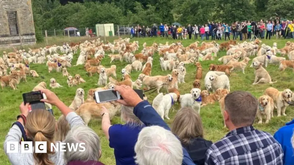 Golden Retrievers to Reunite at Ancestral Highland Home