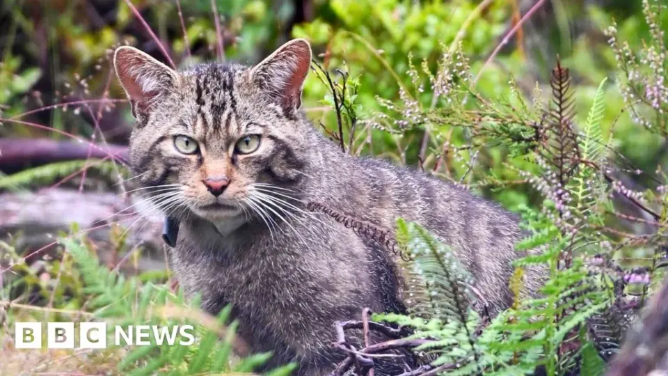 Scotland's wildcat comeback gets a high-tech head start