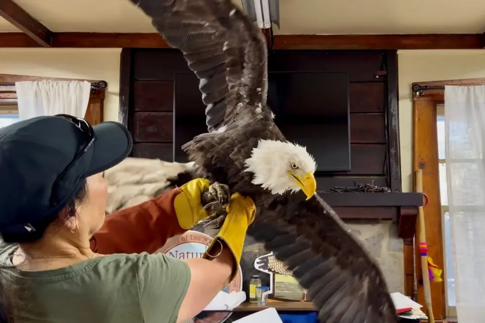 Backlash follows Jackie the bald eagle’s death