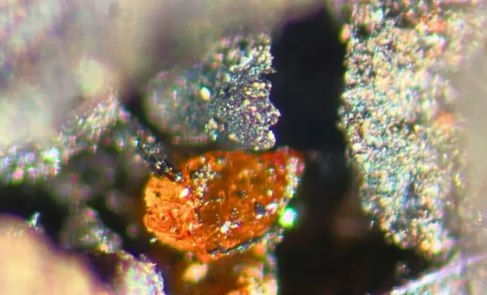 Antarctic Amber Reveals Ancient Forests at the South Pole