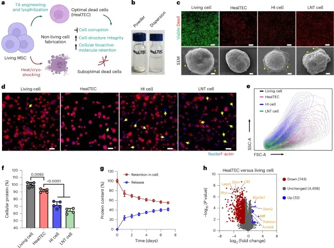 HealTEC: Off-the-shelf non-living cells enable scalable, low-immunogenic therapies