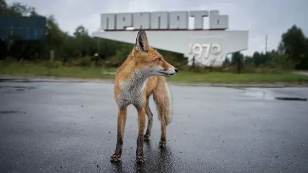 Chernobyl’s wildlife: thriving in a changed landscape with unresolved radiation effects
