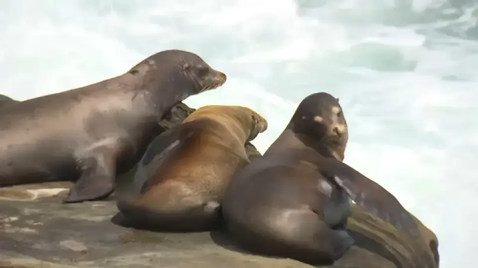 La Jolla Sea Lion Assault: Teen Pleads Guilty in Federal Case
