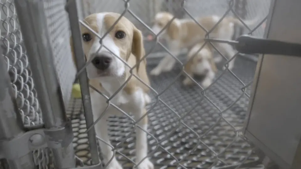 Rescue Groups Move 1,500 Beagles Toward New Homes After Ridglan Farms Sale