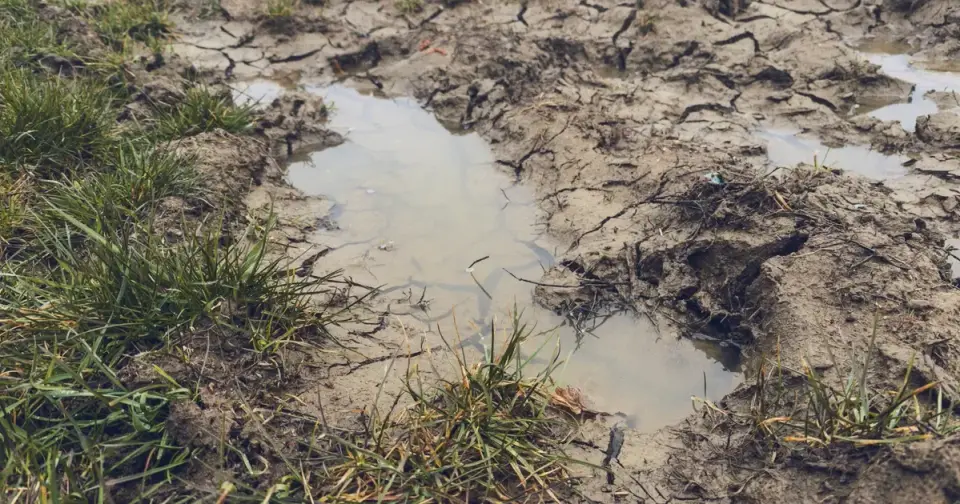 Minnesota Woman Rescued After Three Days Trapped in Mud Puddle Resembling Quicksand