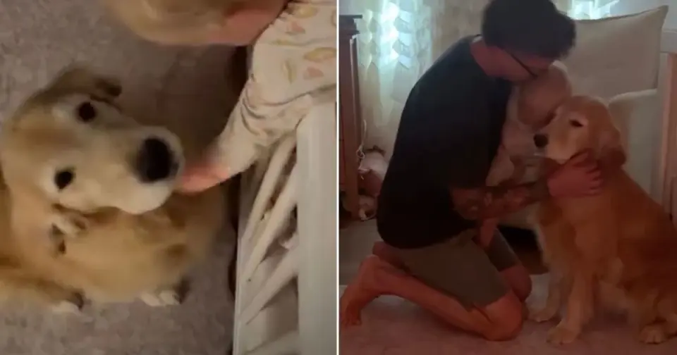 Golden Retriever Finally Lands Morning Routine Role With Toddler
