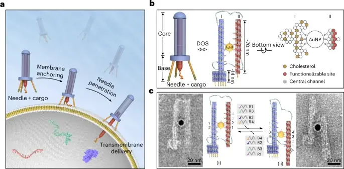 Programmable DNA origami nanosyringe enables controlled membrane piercing and cargo delivery