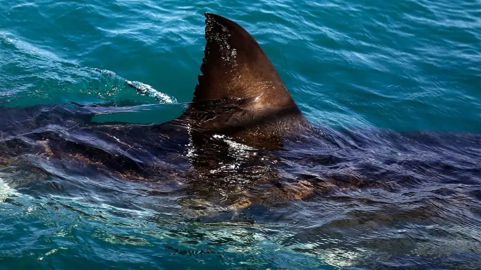 Lifeguard Survives Great White Grab Off Scarborough Beach
